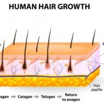 How Human Hair Grows