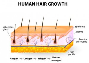 How Does Hair Grow? - NM Hair Replacement Studio