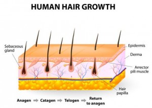 How Human Hair Grows